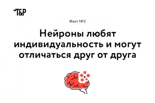 Интересные факты о мозге и нервной системе. Выражение «Нервные клетки не восстанавливаются» еще совсем недавно воспринималось, как непреложная истина. Однако, как оказалось, это не совсем так: ученые уже нашли, где лежат запасы новых нейронов (в гиппокампе и обонятельной луковице), и вовсю думают о том, как дополнительно стимулировать их восстановление.
