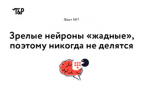 Интересные факты о мозге и нервной системе. Выражение «Нервные клетки не восстанавливаются» еще совсем недавно воспринималось, как непреложная истина. Однако, как оказалось, это не совсем так: ученые уже нашли, где лежат запасы новых нейронов (в гиппокампе и обонятельной луковице), и вовсю думают о том, как дополнительно стимулировать их восстановление.