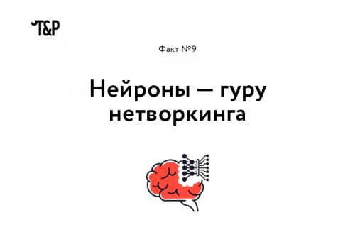 Интересные факты о мозге и нервной системе. Выражение «Нервные клетки не восстанавливаются» еще совсем недавно воспринималось, как непреложная истина. Однако, как оказалось, это не совсем так: ученые уже нашли, где лежат запасы новых нейронов (в гиппокампе и обонятельной луковице), и вовсю думают о том, как дополнительно стимулировать их восстановление.