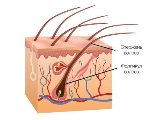 Выпадение волос у молодых мужчин. Симптомы выпадения волос 03