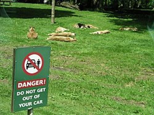 Жестокие законы львиного прайда 03