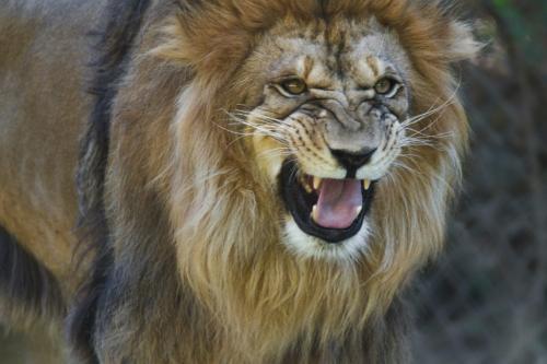 Поведение льва. Лев: общая характеристика