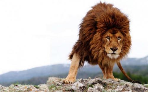 Мудрые высказывания про львов. Цитаты про львов