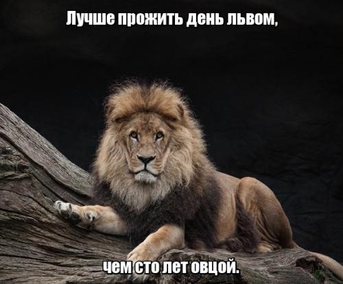 Статус про льва. Статусы про львов