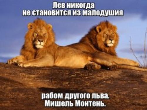 Смешные цитаты про львов. Цитаты про льва
