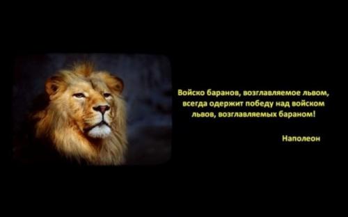 Мудрые высказывания про львов. Цитаты про львов