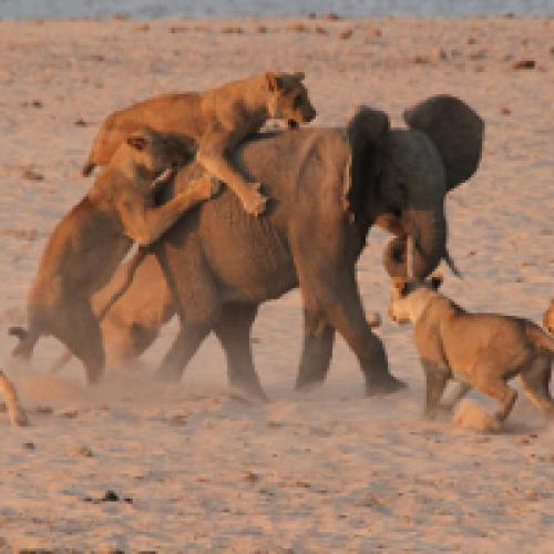 Травля на работе признаки. Травля на работе –, каков ее механизм?