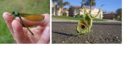 Как не бояться насекомых. Инсектофобия 03