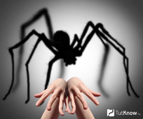 Как не бояться насекомых. Инсектофобия 04