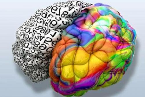 Разделение труда в головном мозге: как отделы головного мозга работают вместе 01