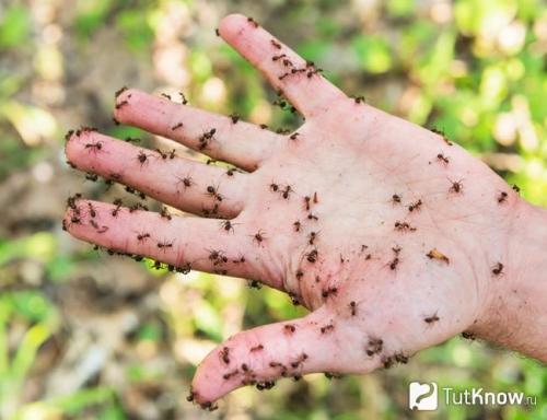 Инсектофобия: что это такое и как справиться с ней 04