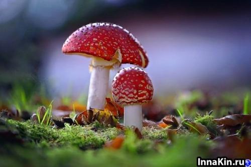 Мыслей о грязных руках: что такое микофобия и как ее обнаружить 02