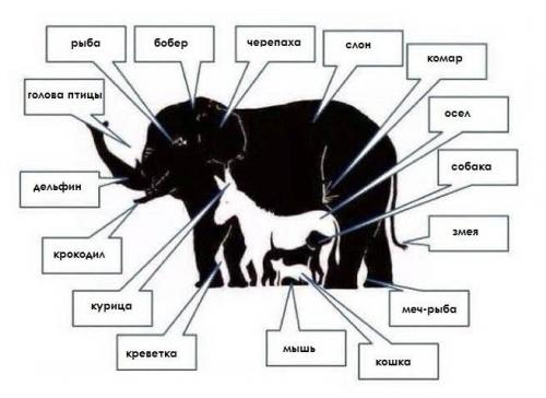 Упражнения на внимание для детей 12 лет. Задачи на внимание