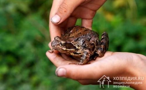 Как усыпить жабу. Опасны ли лягушки