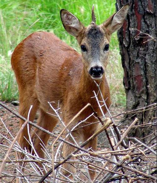 Единорог в жизни. Единороги – миф или реальность?