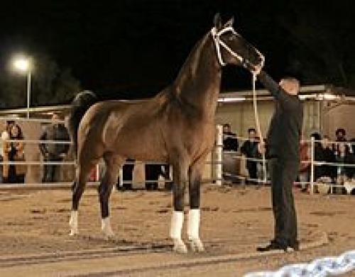 Pendant of square harness. Pendant 03