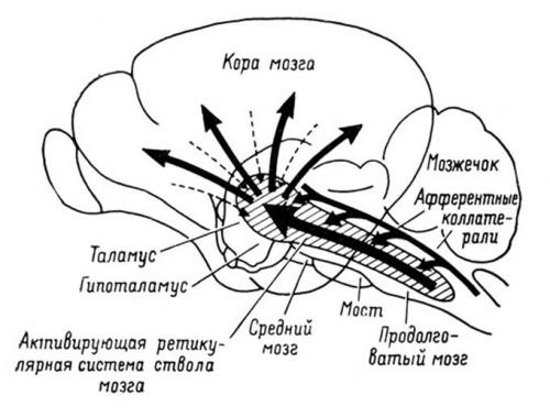 Как работают нейроны в головном мозге. Общее представление о мозге