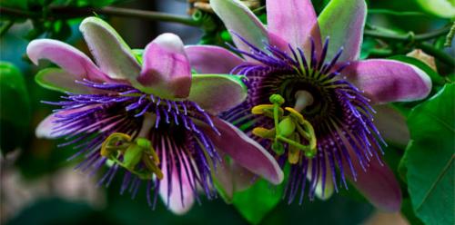 Успокоительные средства от нервов. Механизм действия 09