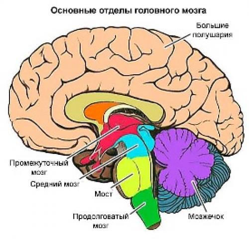 10 главных упражнений для тех. Как избавиться от спазмов сосудов головного мозга 01