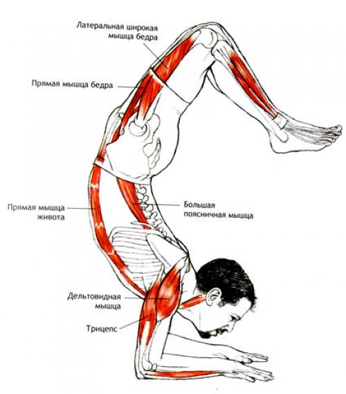 Поза скорпиона в йоге для начинающих 15 Поза скорпиона в йоге для начинающих 15
