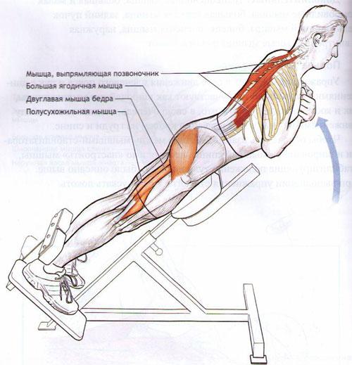 Как растягиваться для выполнения позы скорпиона в чирлидинге. Обратная гиперэкстензия (упражнение Скорпион): альтернатива подтягиваниям 01