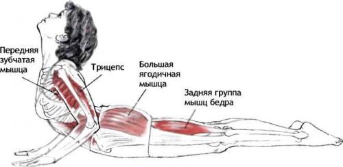 Растяжка кобра для чего. Польза асаны