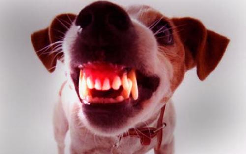 Можно ли самостоятельно избавиться от боязни животных. Предпосылки и причины панических атак 09