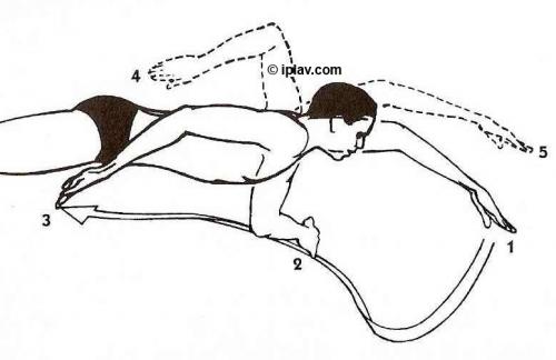 Как правильно поставить руки на груди для плавания. Правильная техника плавания кролем: анализ всех элементов