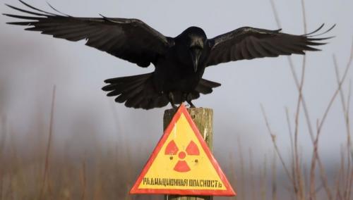 Как обезопасить себя и своих близких от радиационного излучения 02