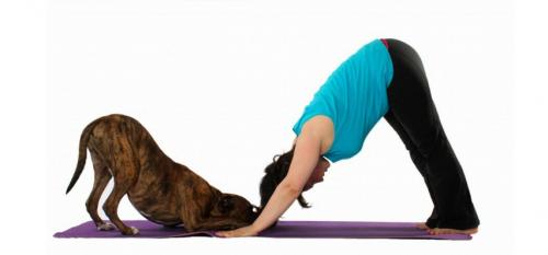 Йога в домашних условиях: основные позы для начинающих 01