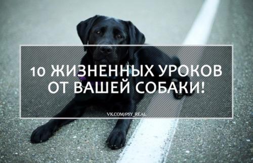 10 жизненных уроков от вашей … собаки?