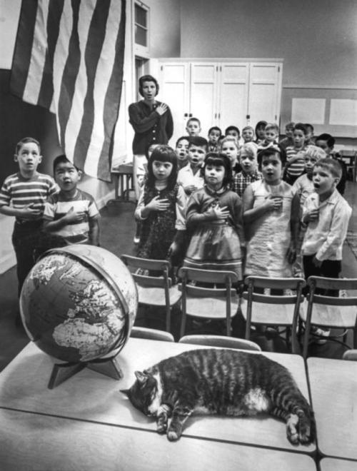 Осенью 1952 года в калифорнийской школе элизиан хайтс во время урока появился худой бездомный кот.  