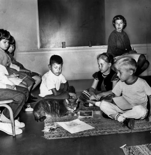 Осенью 1952 года в калифорнийской школе элизиан хайтс во время урока появился худой бездомный кот. 01