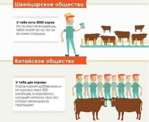 Откуда вообще взялись эти коровы? 06