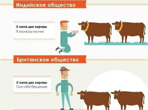Откуда вообще взялись эти коровы? 07