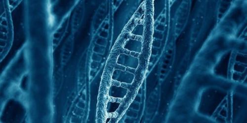 Исследование: удаление генов может увеличить продолжительность жизни на 60 процентов.