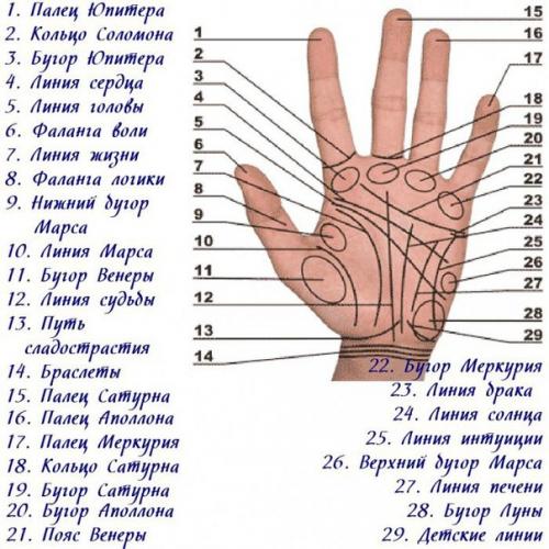 Болезни по руке. 86 способов определения болезни по руке.