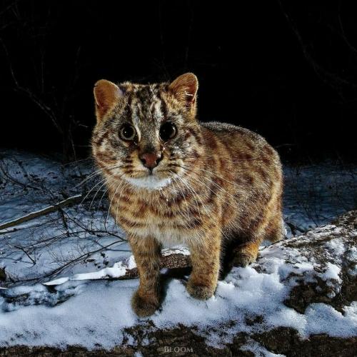 Зимние кадры амурского лесного кота из приморского края - результат внимательной фотоохоты Ивана Боровкова. 01