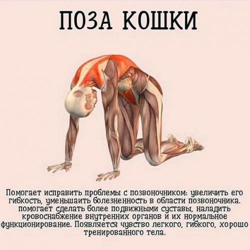 7 самых важных асан йоги. 03