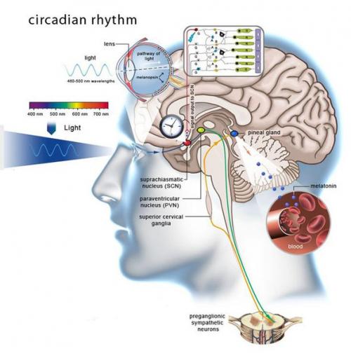 Циркадные ритмы: как режим питания влияет на похудение.