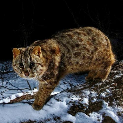 Зимние кадры амурского лесного кота из приморского края - результат внимательной фотоохоты Ивана Боровкова. 02