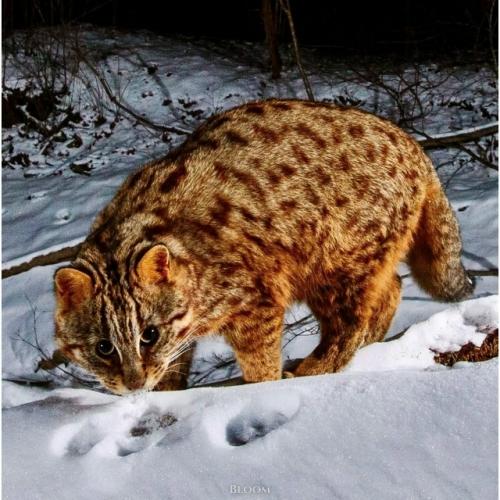 Зимние кадры амурского лесного кота из приморского края - результат внимательной фотоохоты Ивана Боровкова. 03