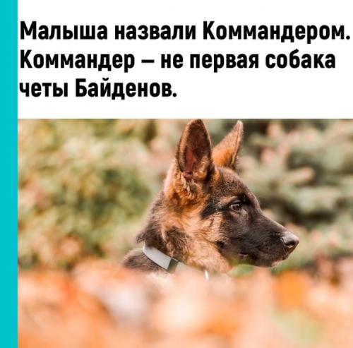 Практическая психология.  Агент Мухтар на вахту заступил. 01