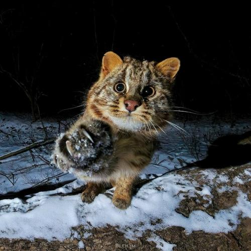 Зимние кадры амурского лесного кота из приморского края - результат внимательной фотоохоты Ивана Боровкова. 

