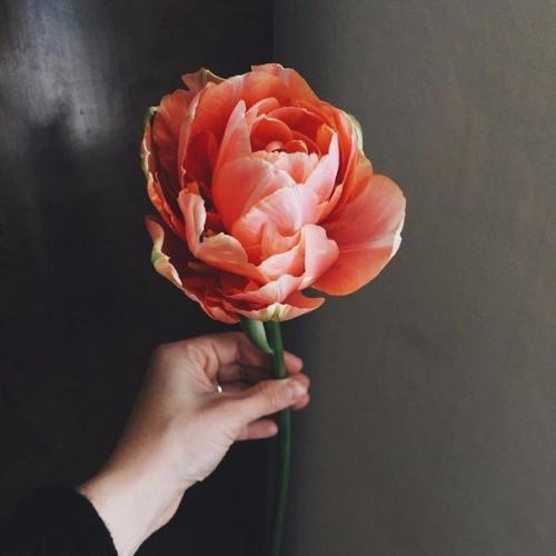 Люди выращивают в одном саду пять тысяч роз. 02