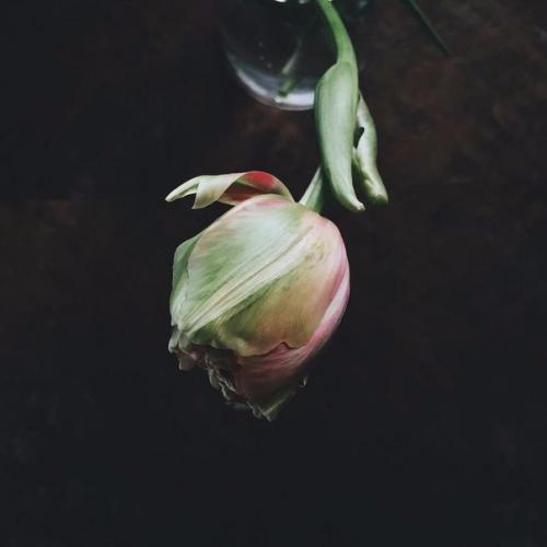 Люди выращивают в одном саду пять тысяч роз. 03