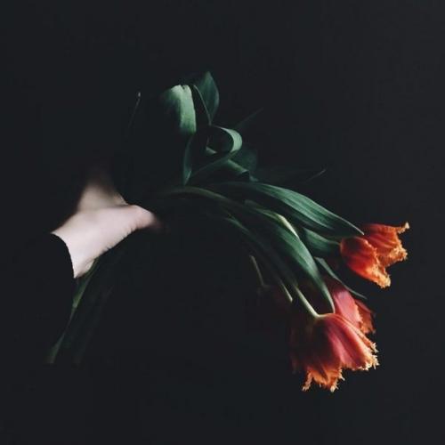 Люди выращивают в одном саду пять тысяч роз. 01