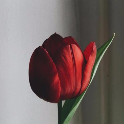 Люди выращивают в одном саду пять тысяч роз. 04