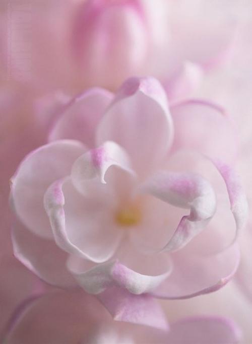 Дорогие девушки, от всей души мы поздравляем вас с 8 марта. 05