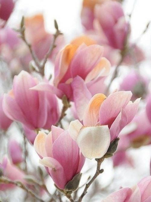 Дорогие девушки, от всей души мы поздравляем вас с 8 марта. 02